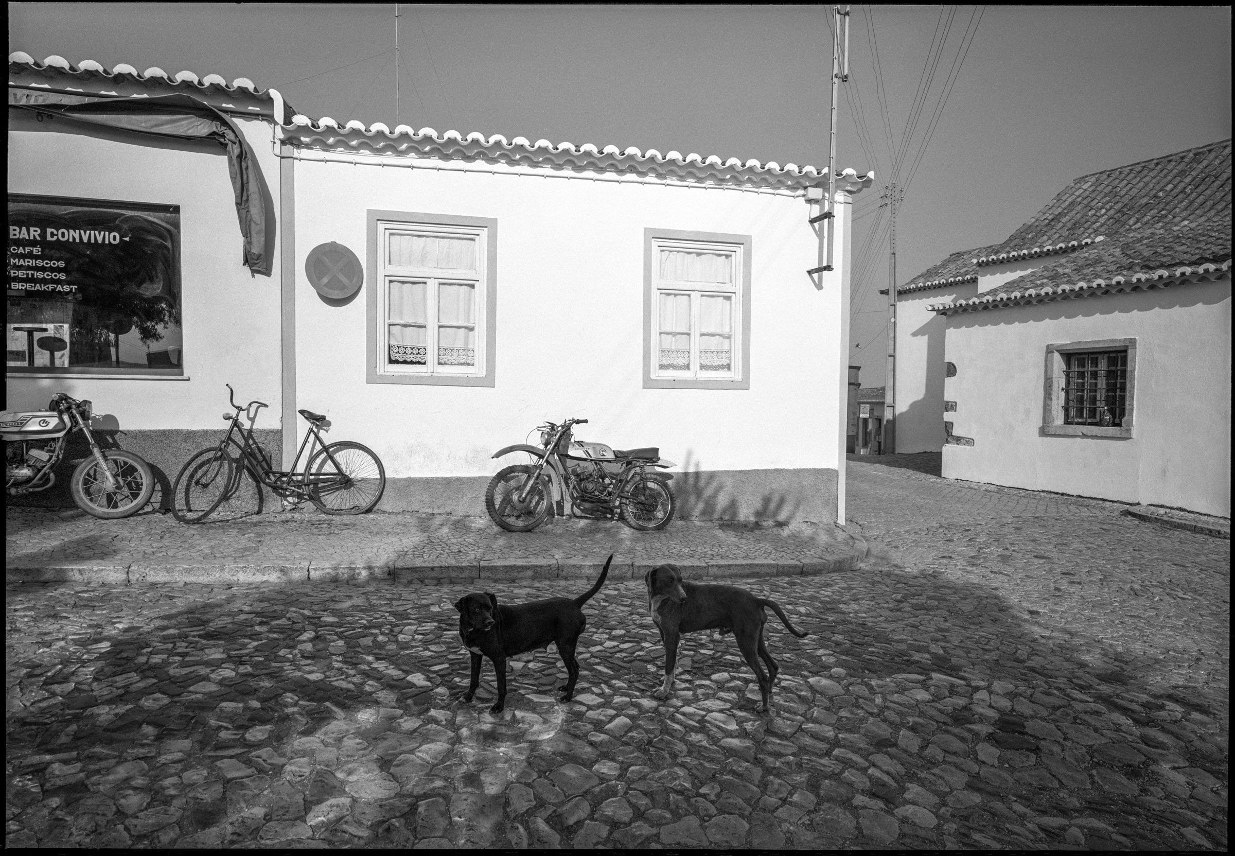 Dogs black and white photograph Spain
